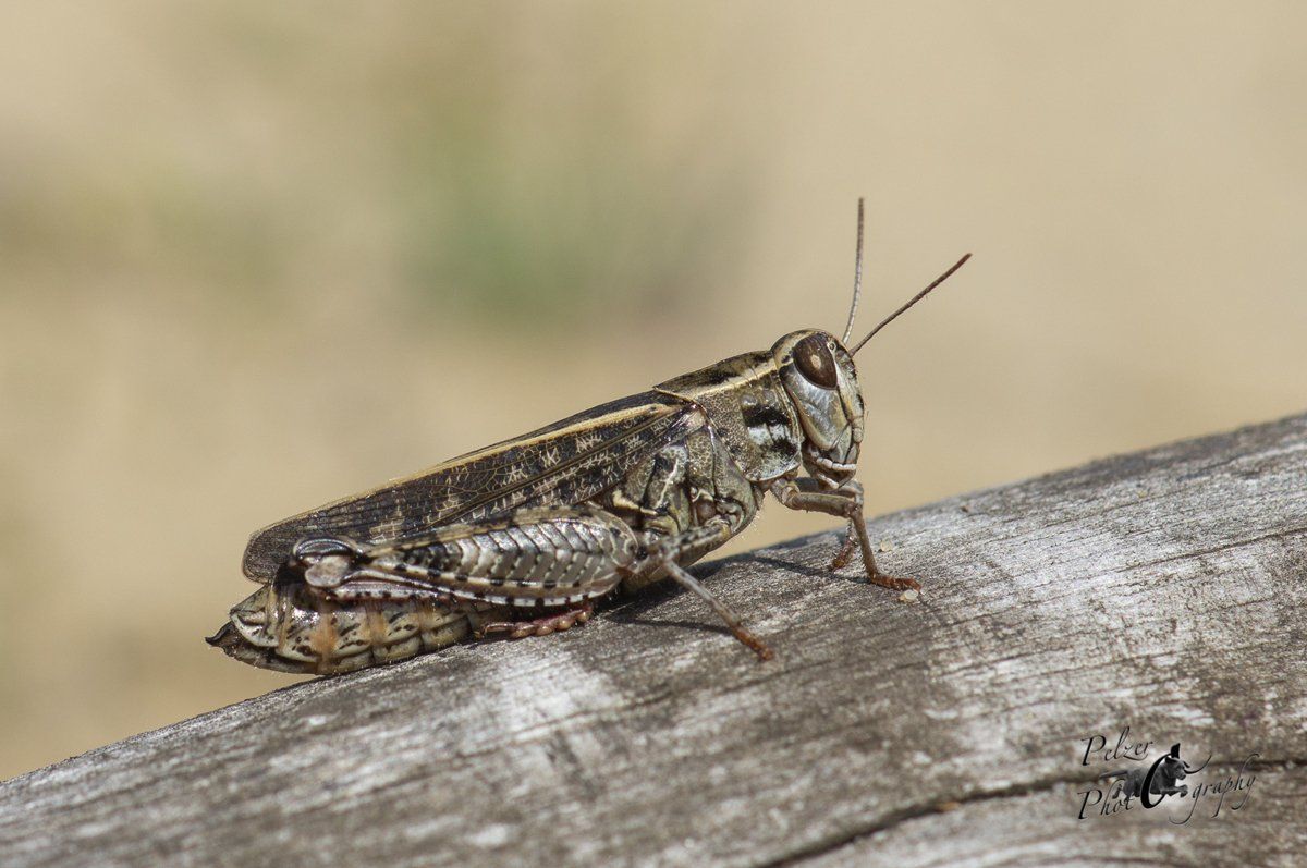 Italienische Schönschrecke (Calliptamus italicus)
