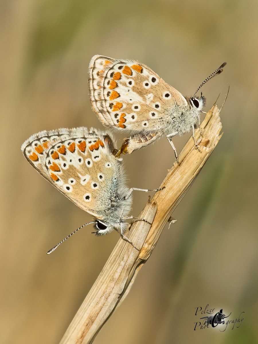 Kleiner Sonnenröschen-Bläuling (Aricia agestis)