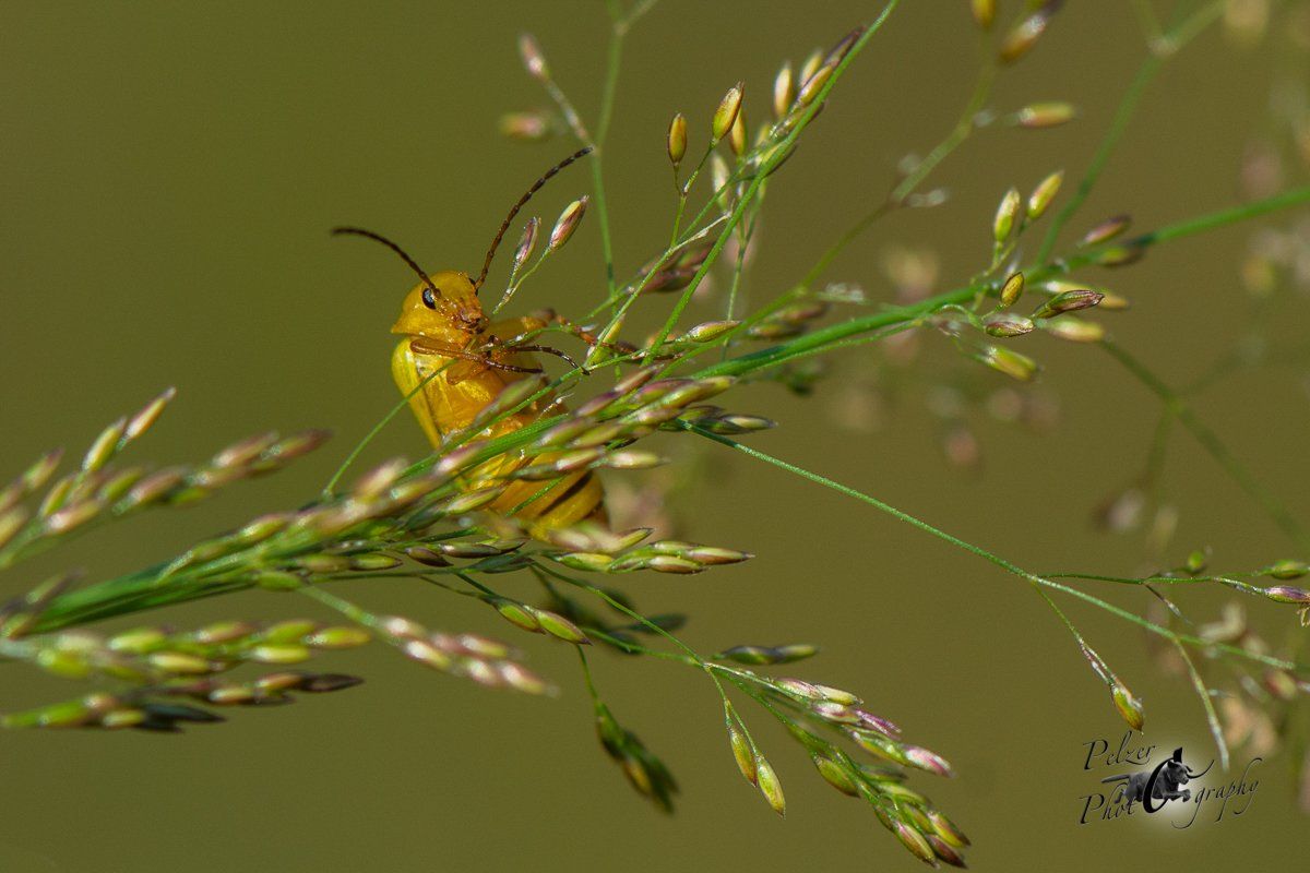 Schwefelkäfer (Cteniopus flavus)