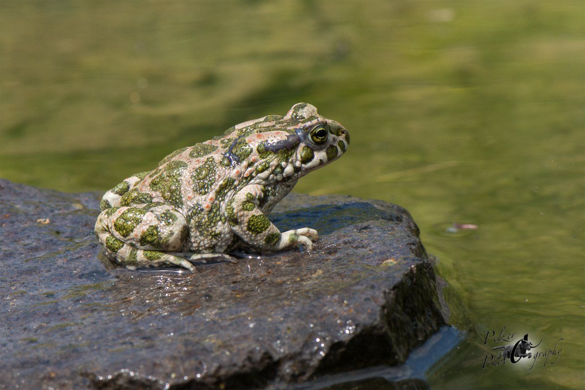 Wechselkröte (Bufotes viridis)