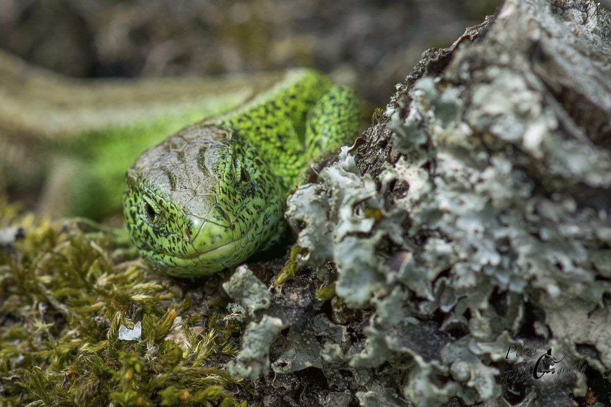 Zauneidechse (Lacerta agilis)