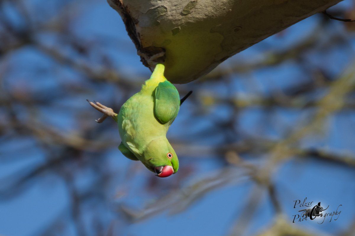 Asiatischer Halsbandsittich (Alexandrinus manillensis)