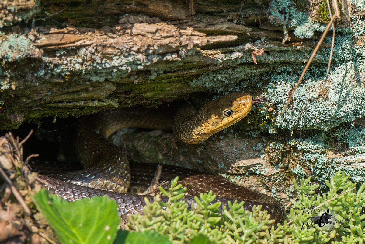 Äskulapnatter (Zamenis longissimus)