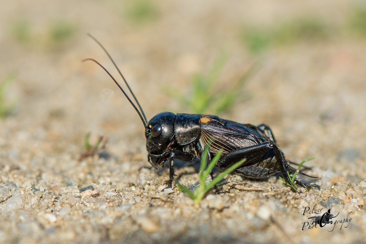 Feldgrille (Gryllus campestris)