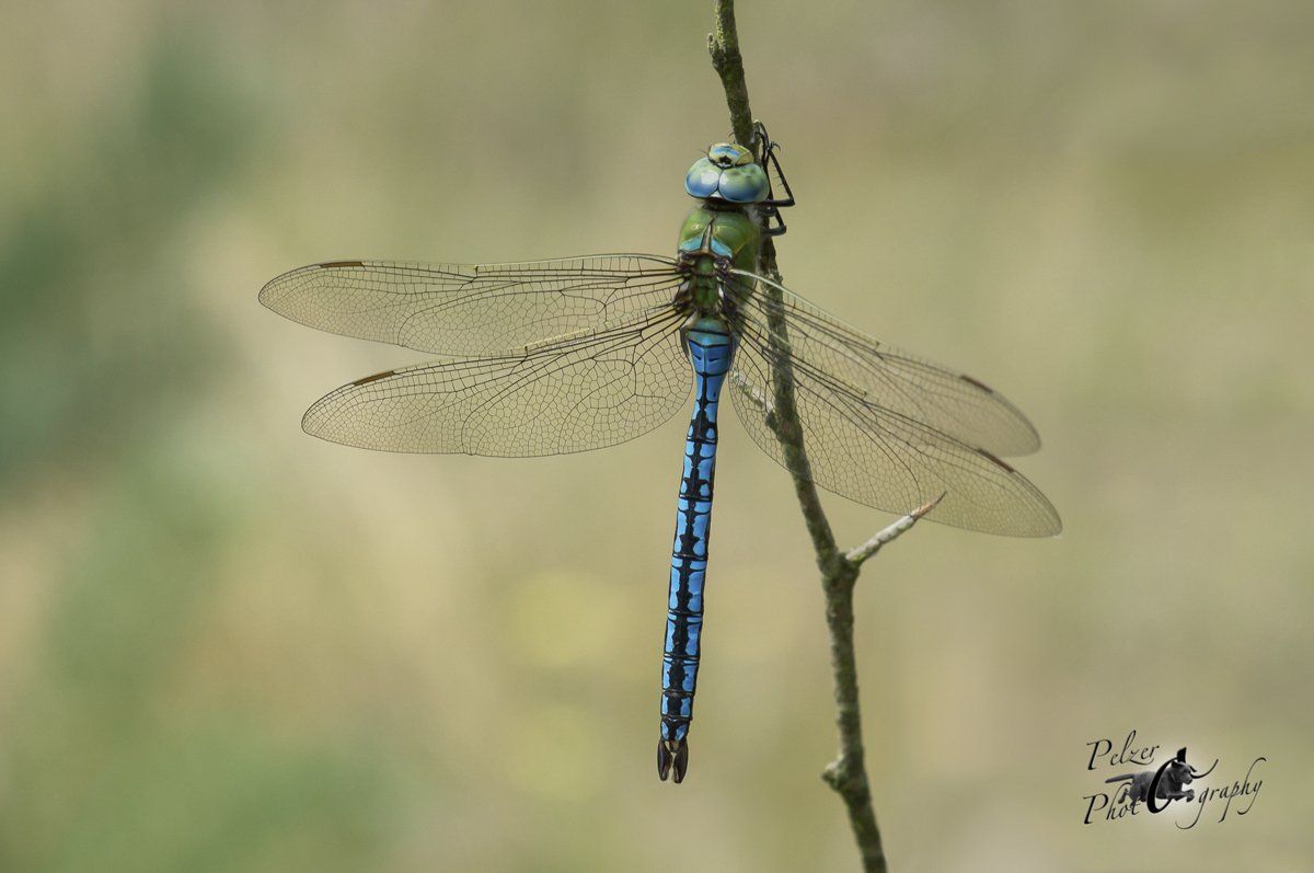 Große Königslibelle (Anax imperator)