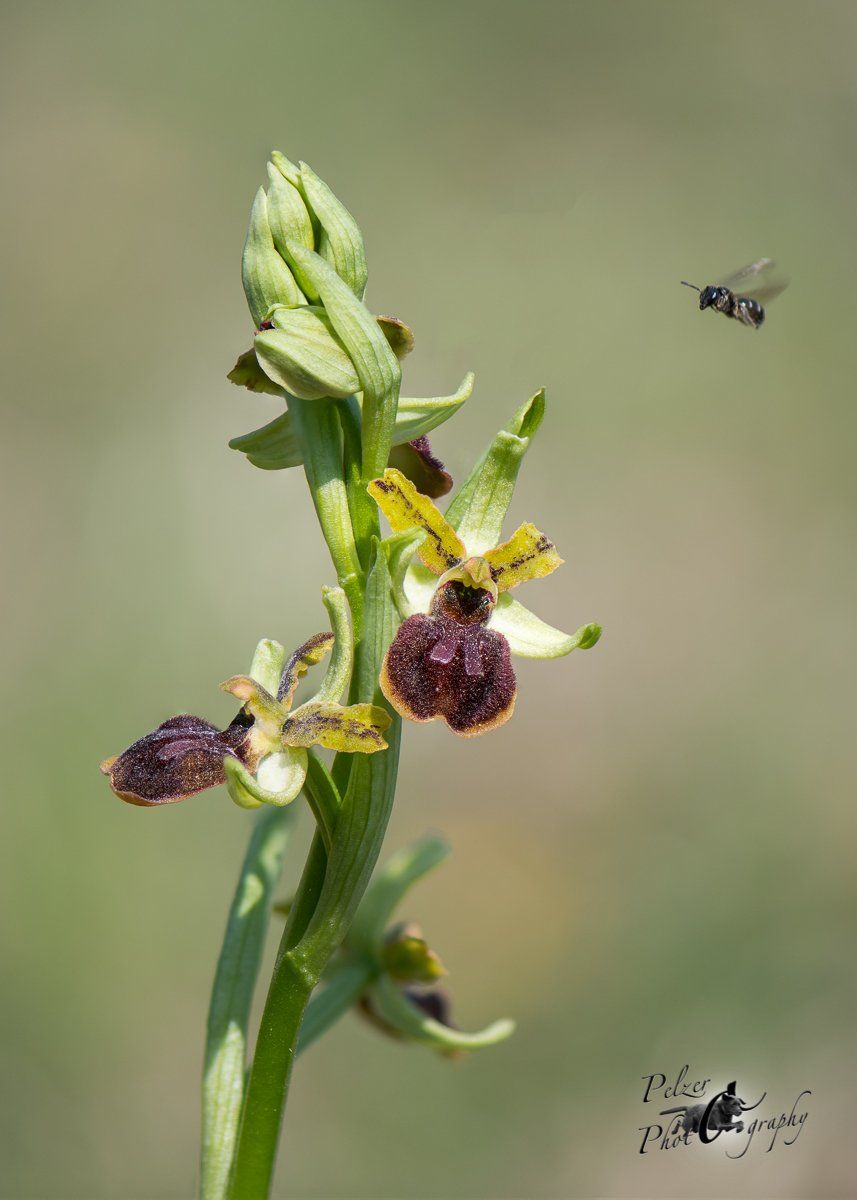 Kleine Spinnen-Ragwurz (Ophrys araneola)