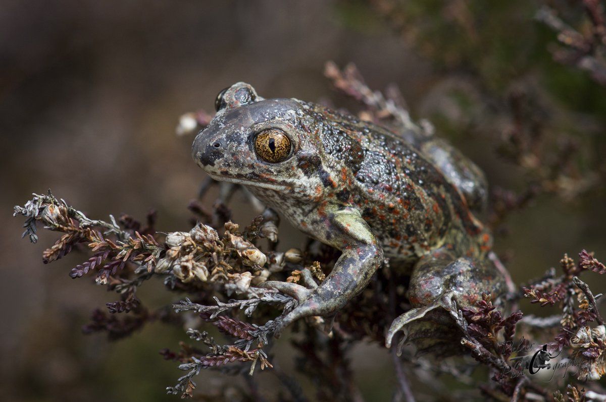 Knoblauchkröte (Pelobates fuscus)