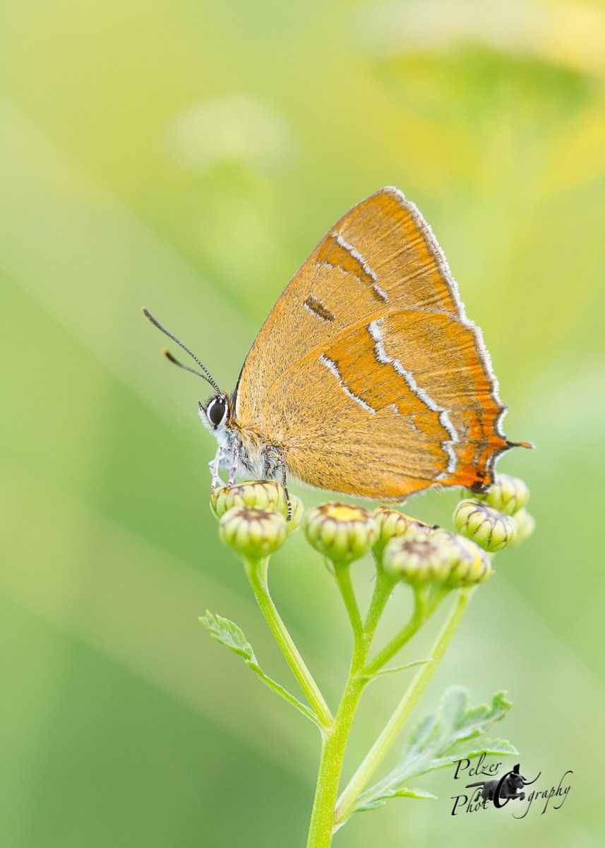 Nierenfleck Zipfelfalter (Thecla betulae)