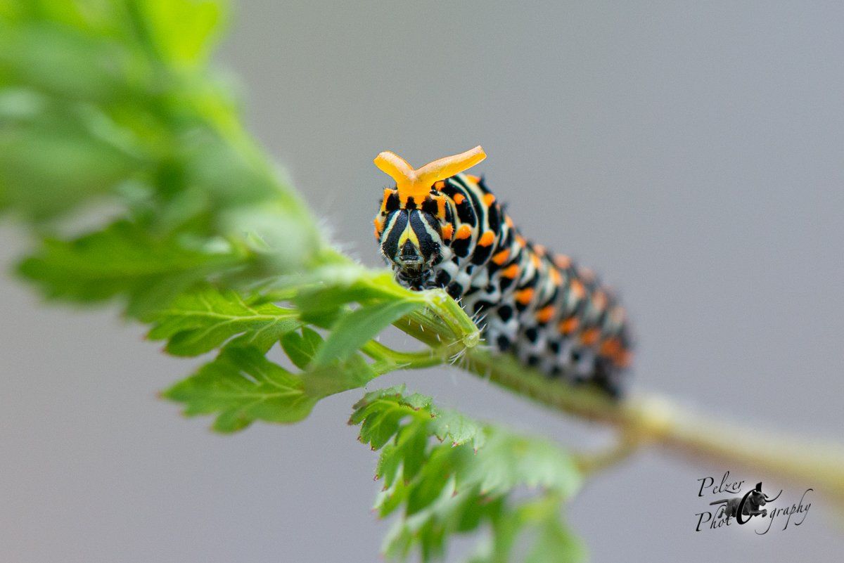 Schwalbenschwanz (Papilio machaon)