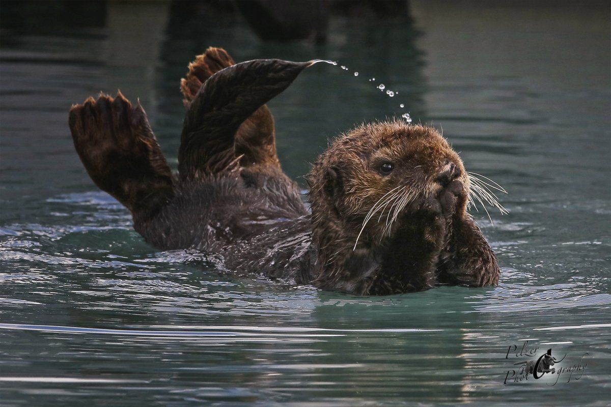 Seeotter (Enhydra lutris)