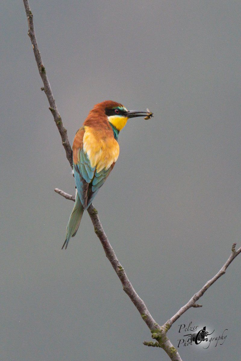 Bienenfresser (Merops apiaster)