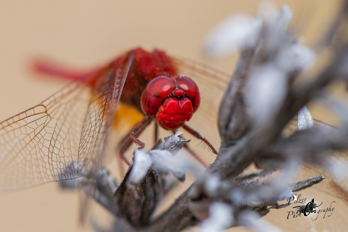 Feuerlibelle (Crocothemis erythraea)