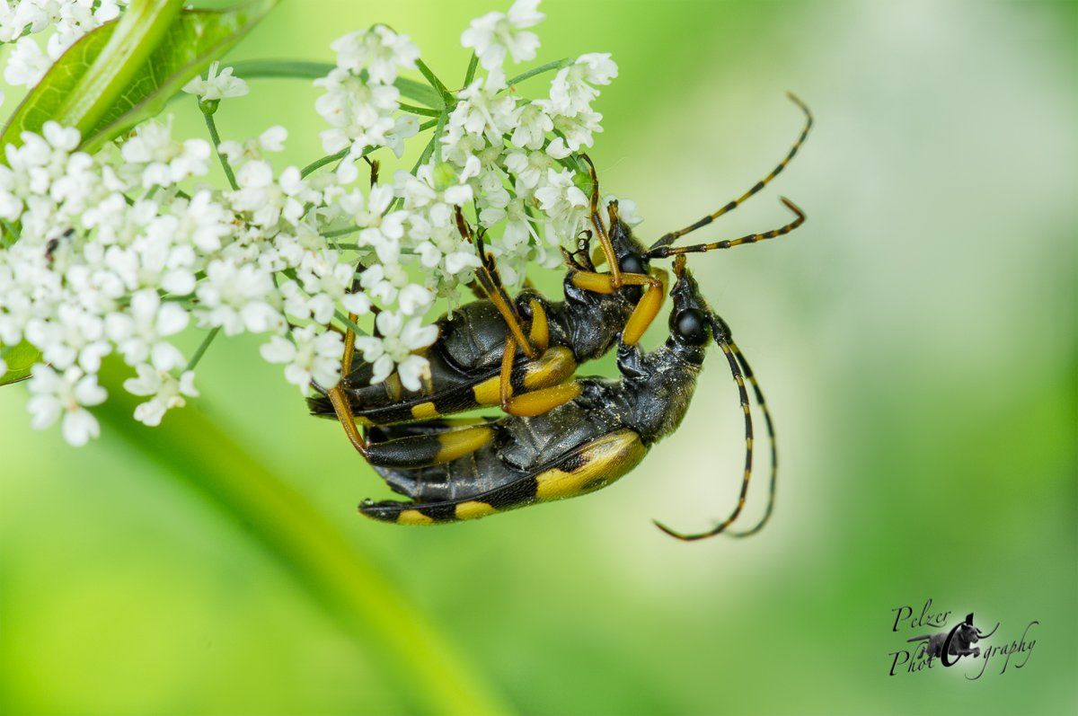 Gefleckter Schmalbock (Leptura maculata)