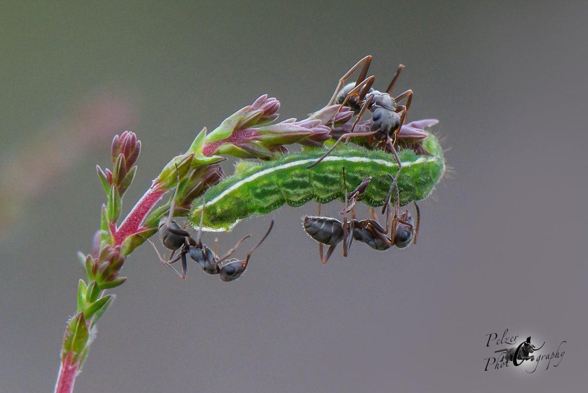 Geisklee-Bläuling (Plebeius argus)