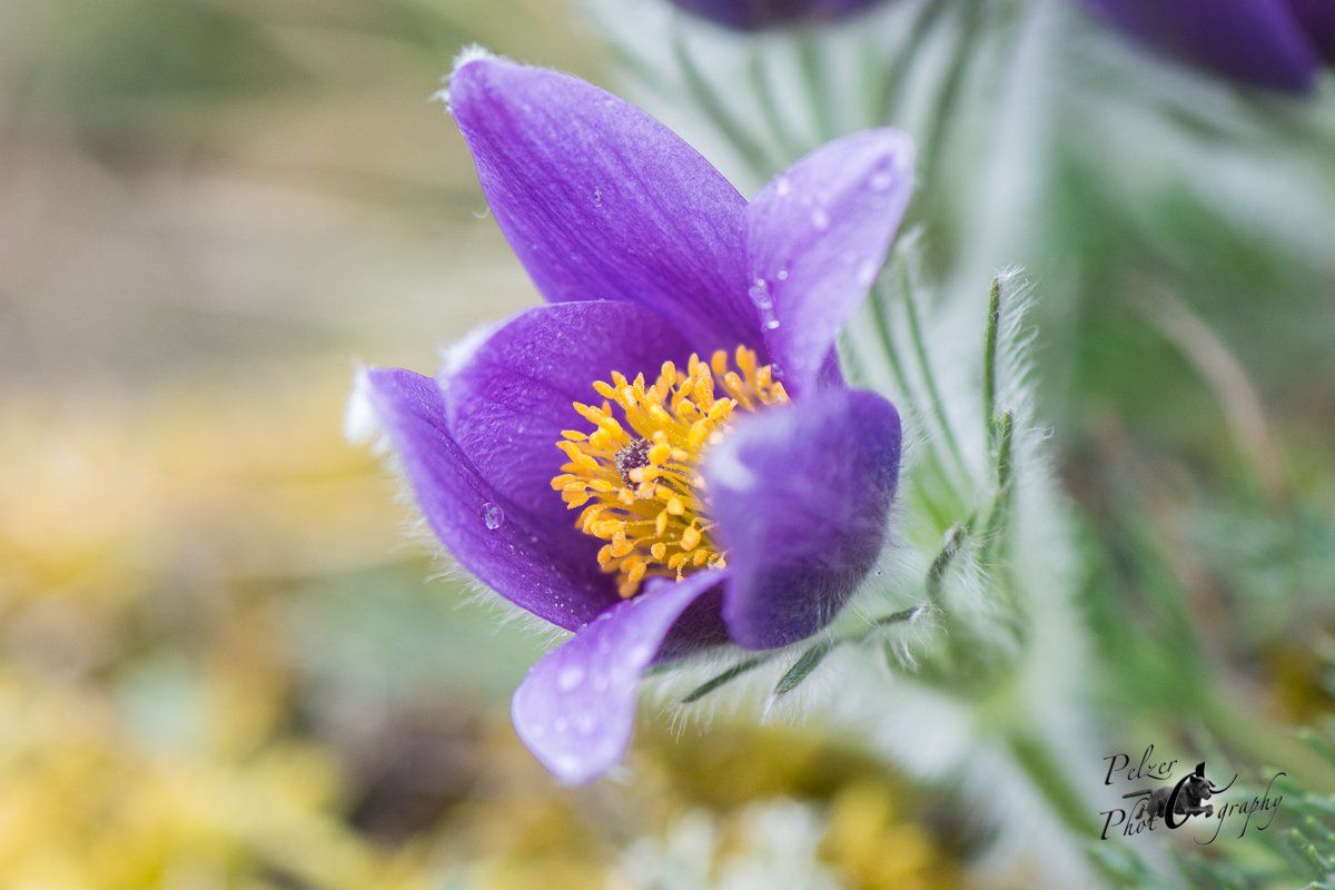 Gewöhnliche Küchenschelle (Pulsatilla vulgaris)
