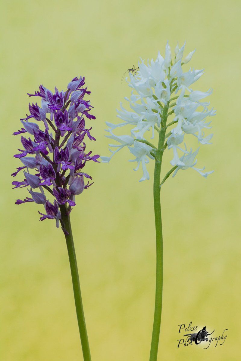 Helm-Knabenkraut (Orchis militaris)