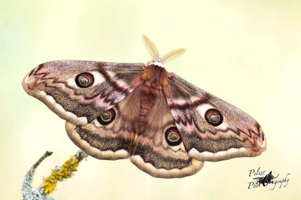 Hybride Kleines/Wiener Nachtpfauenauge