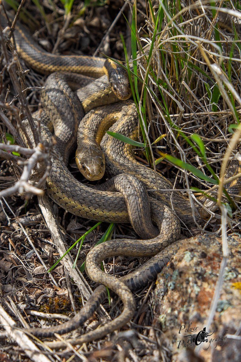 Prärie-Strumpfbandnattern (Thamnophis radix)