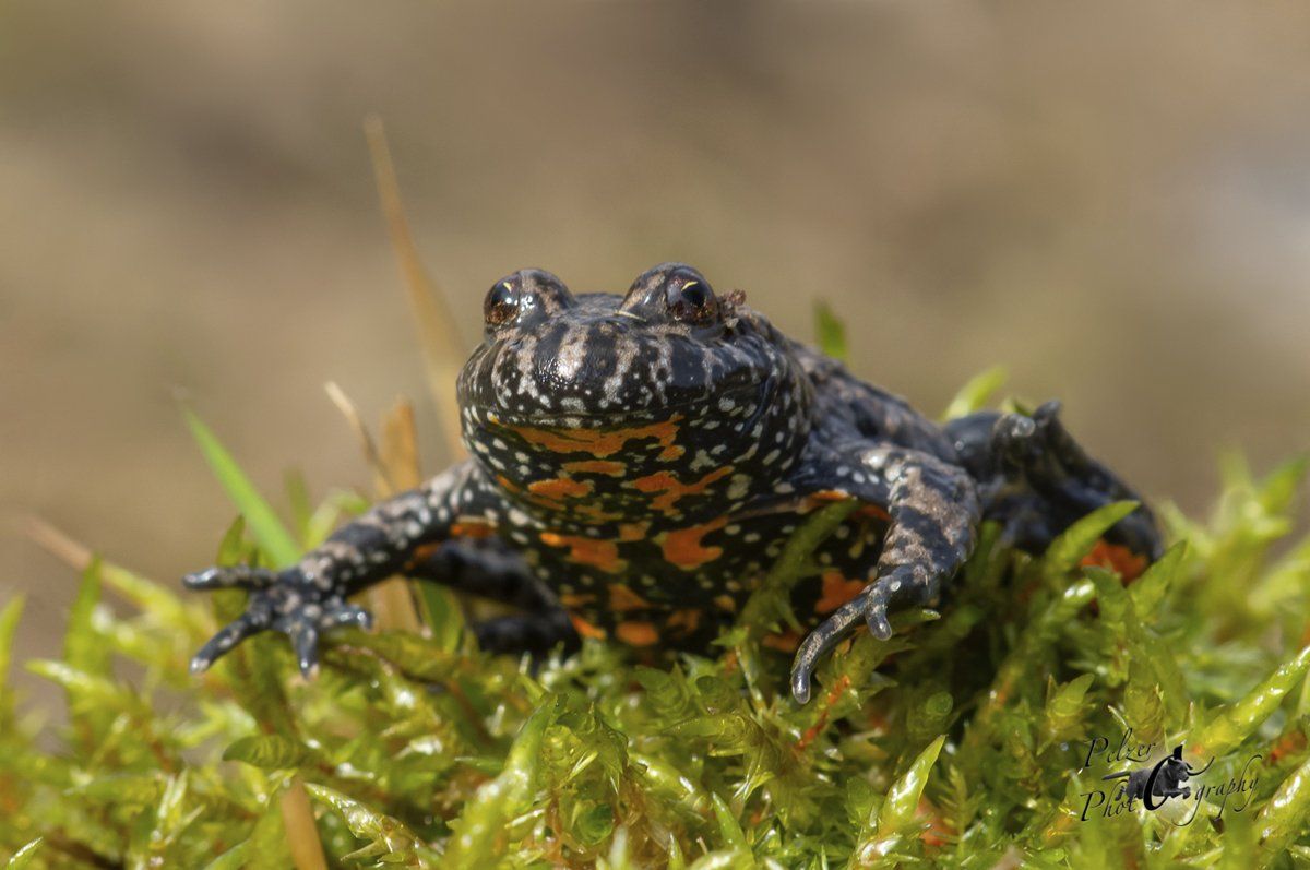 Rotbauchunke (Bombina bombina)