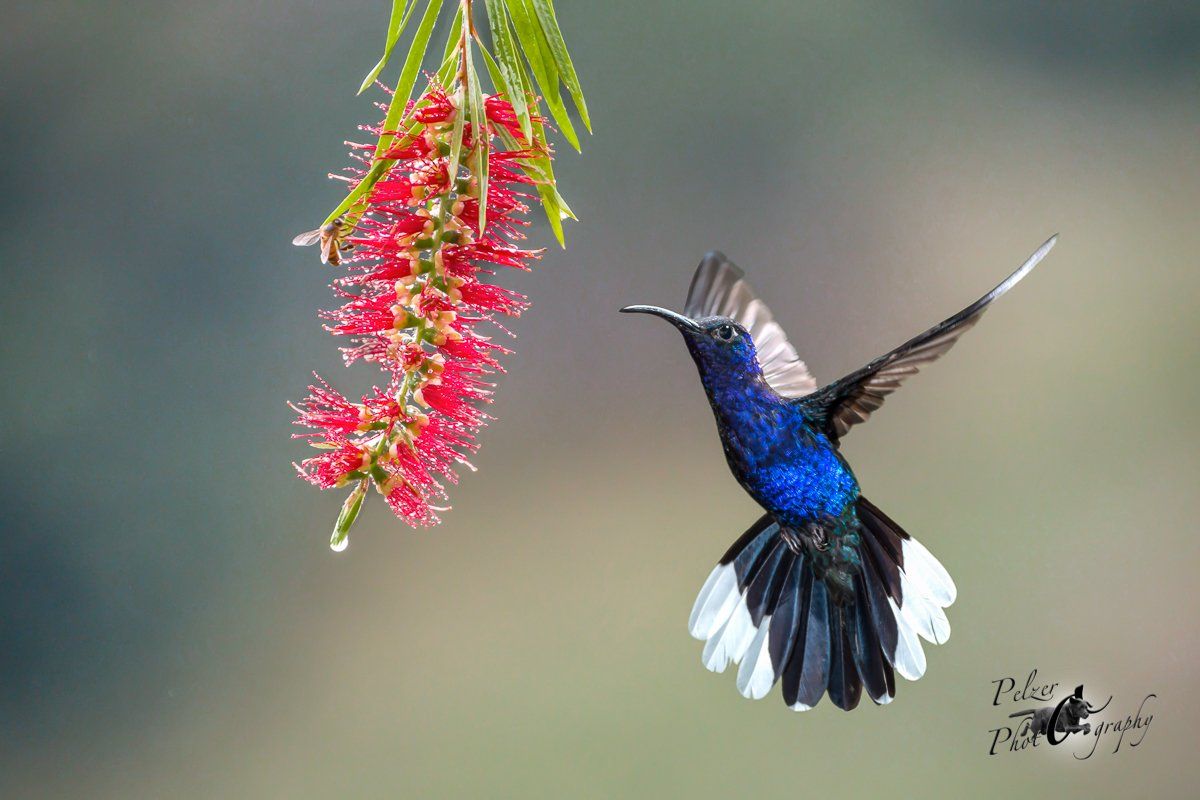 Violettdegenflügel (Campylopterus hemileucurus)