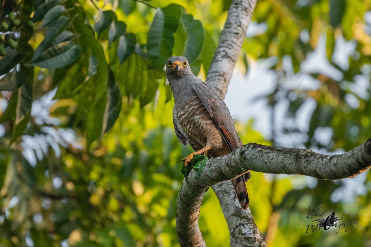 Wegebussard (Buteo magnirostris)