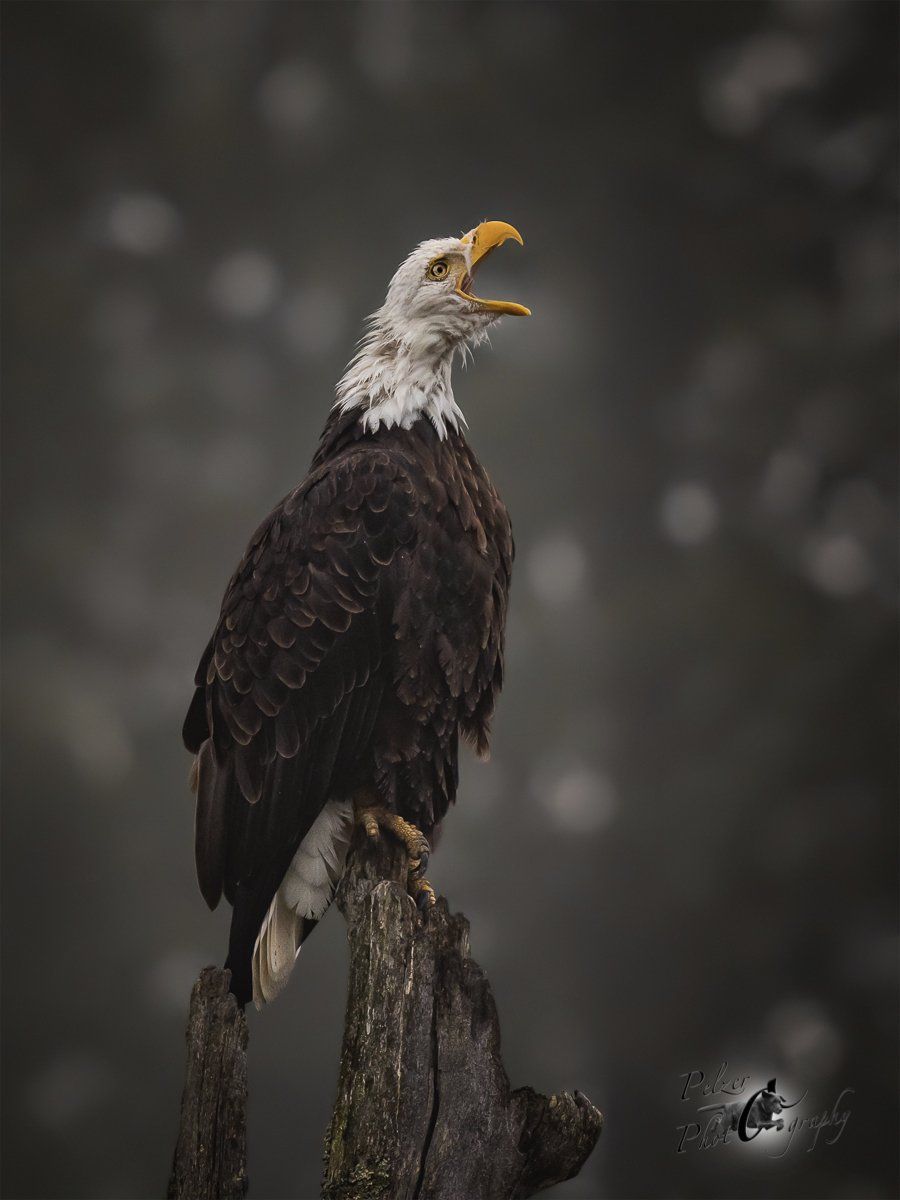 Weißkopfseeadler (Haliaeetus leucocephalus)