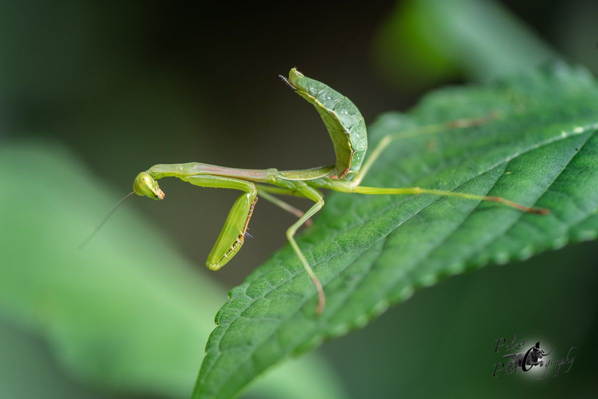 Carolina Mantis (Stagmomantis carolina)