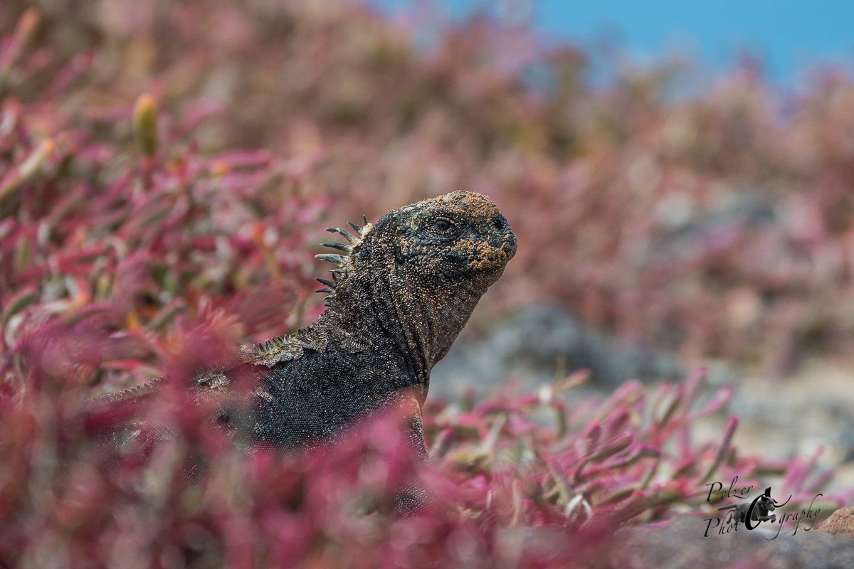 18 Santa Cruz Meerechse (Amblyrhynchus cristatus hassi)