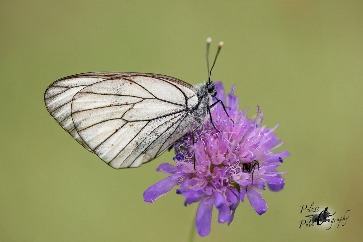 Baum Weißling (Aporia crataegi)