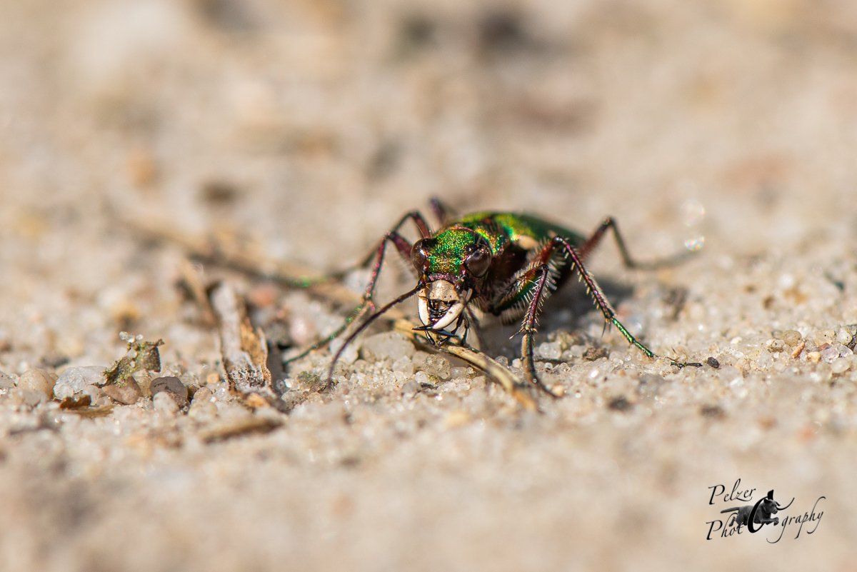 Feldsandläufer (Cicindela campestris)