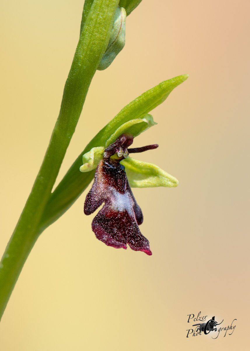 Fliegen-Ragwurz (Ophrys insectifera)