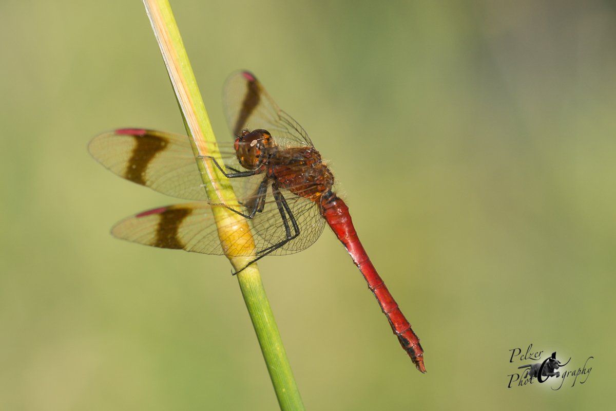 Gebänderte Heidelibelle (Sympetrum pedemontanum)