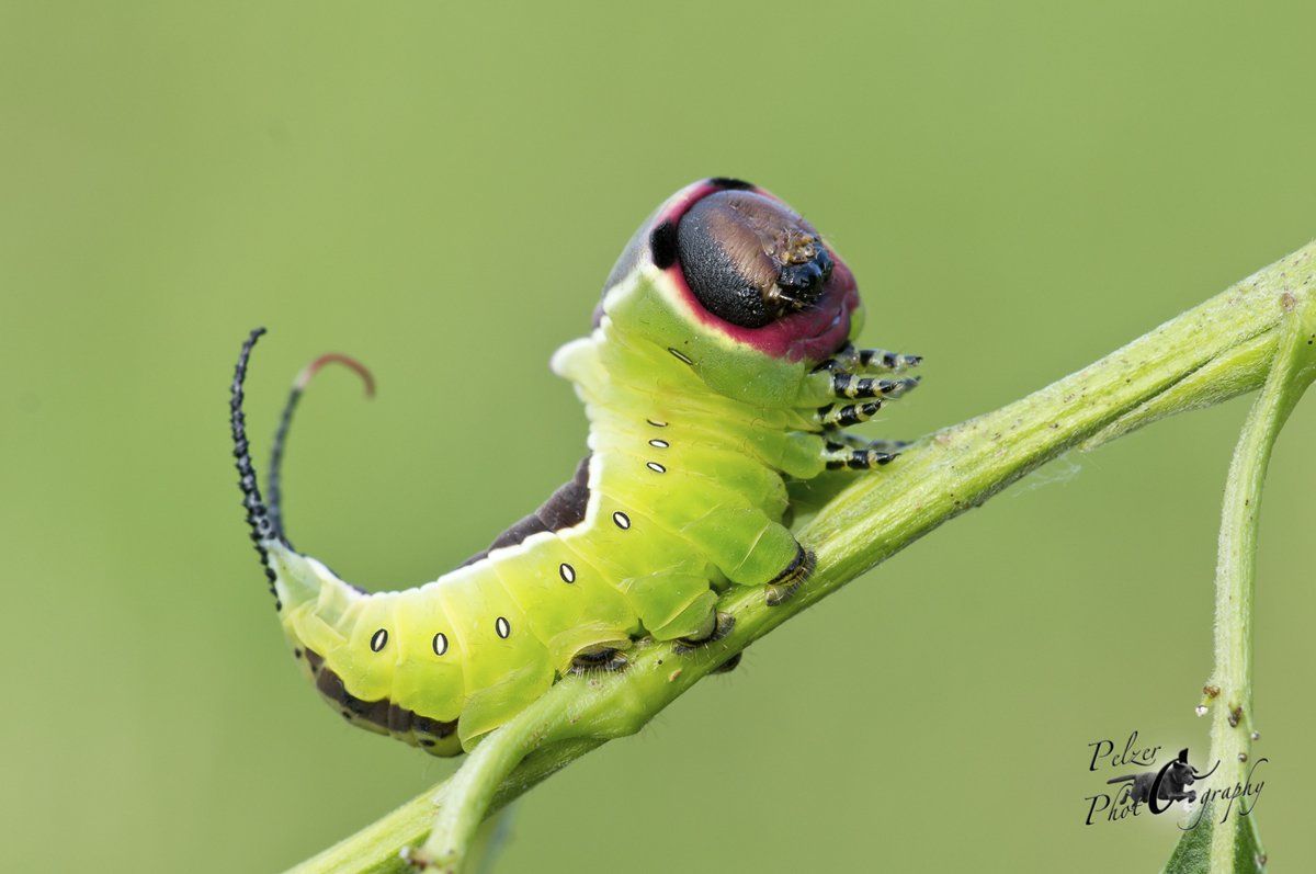 Großer Gabelschwanz (Cerura vinula)