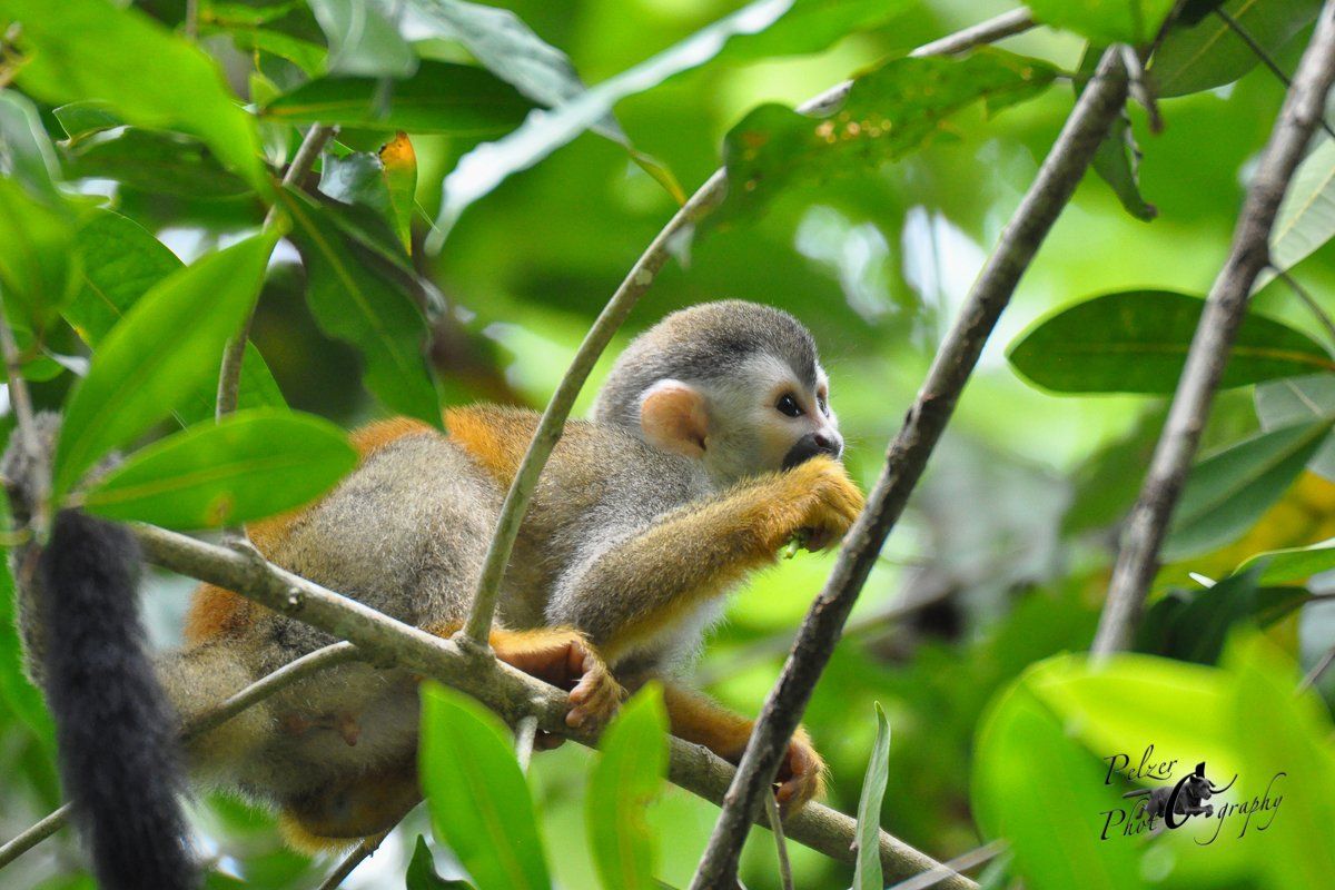 Rotrücken-Totenkopfaffe (Saimiri oerstedii)