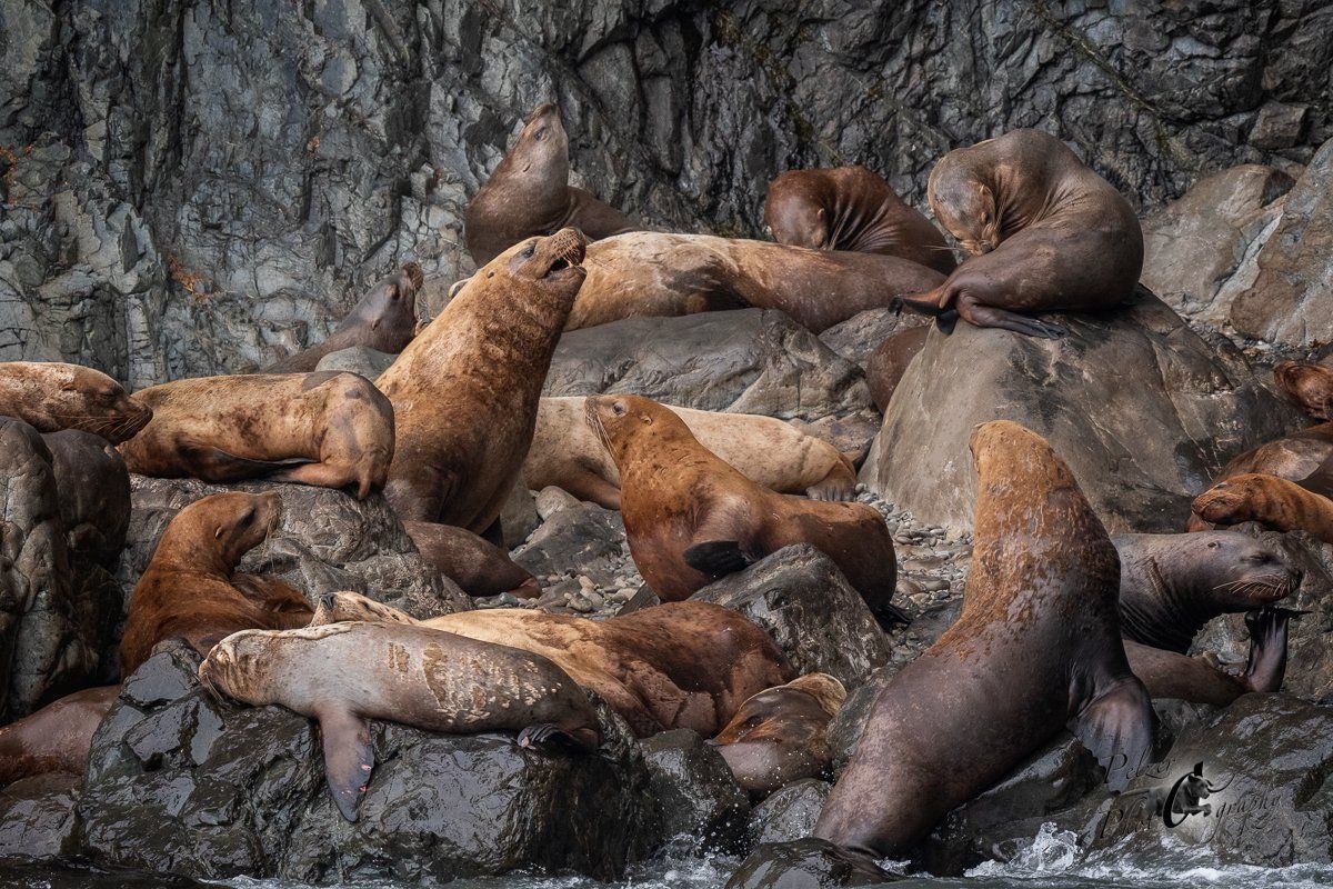 Stellersche Seelöwen (Eumetopias jubatus)