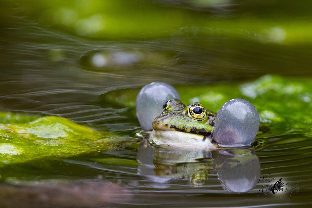 Teichfrosch (Pelophylax kl. esculentus)