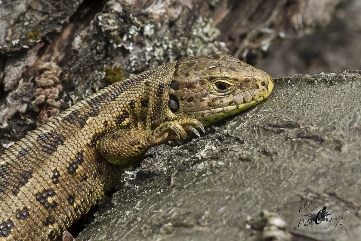Zauneidechse (Lacerta agilis)