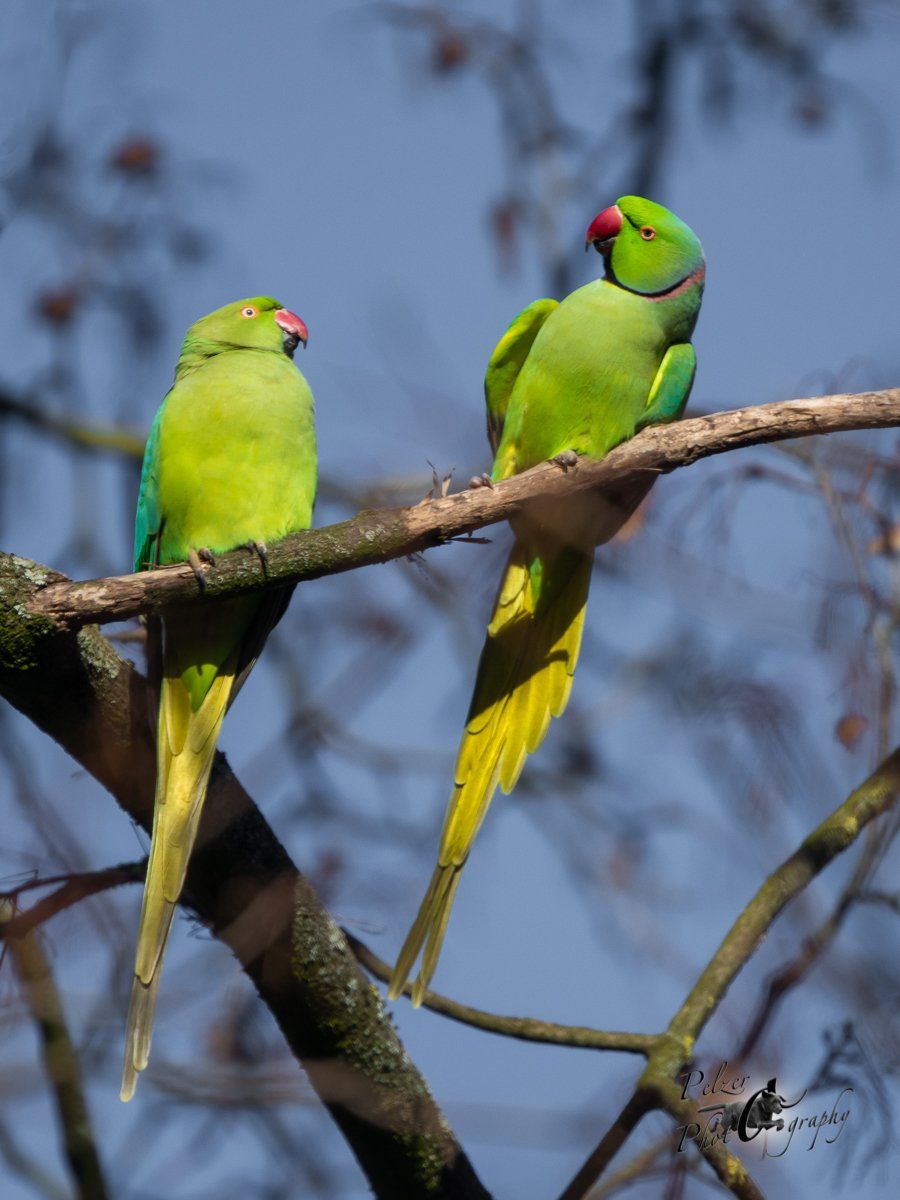 Asiatischer Halsbandsittich (Alexandrinus manillensis)