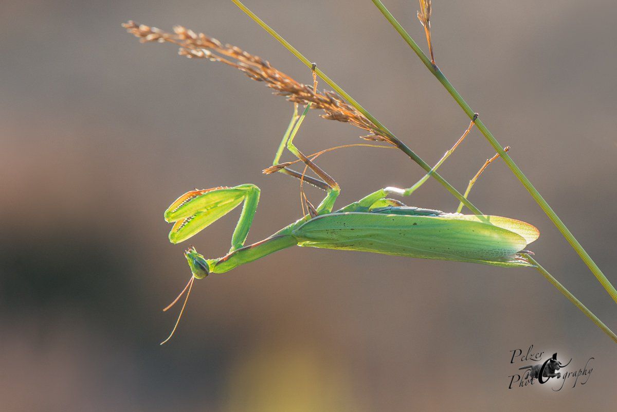 Europäische Gottesanbeterin (Mantis religiosa)