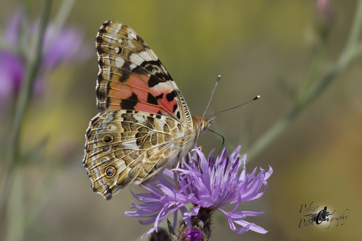Distelfalter (Vanessa cardui)