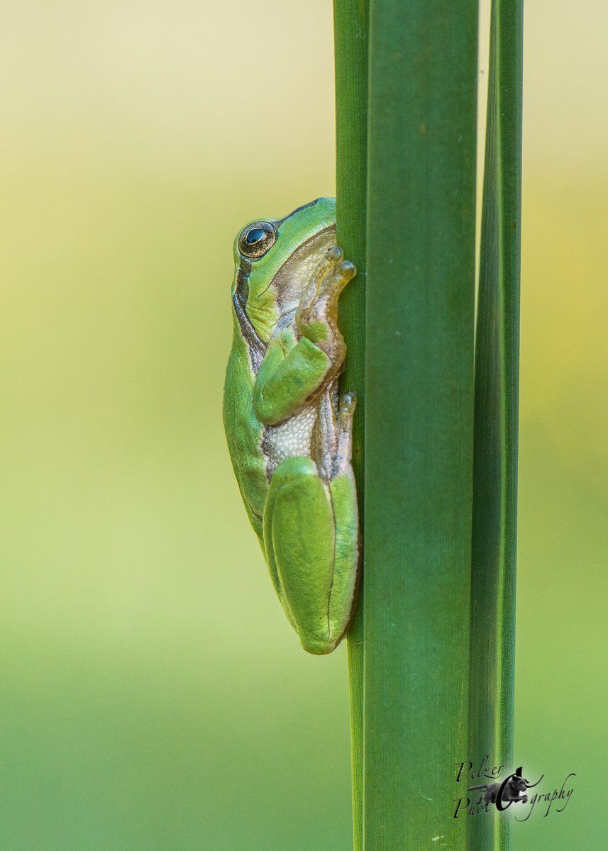 Europäischer Laubfrosch (Hhyla arborea)