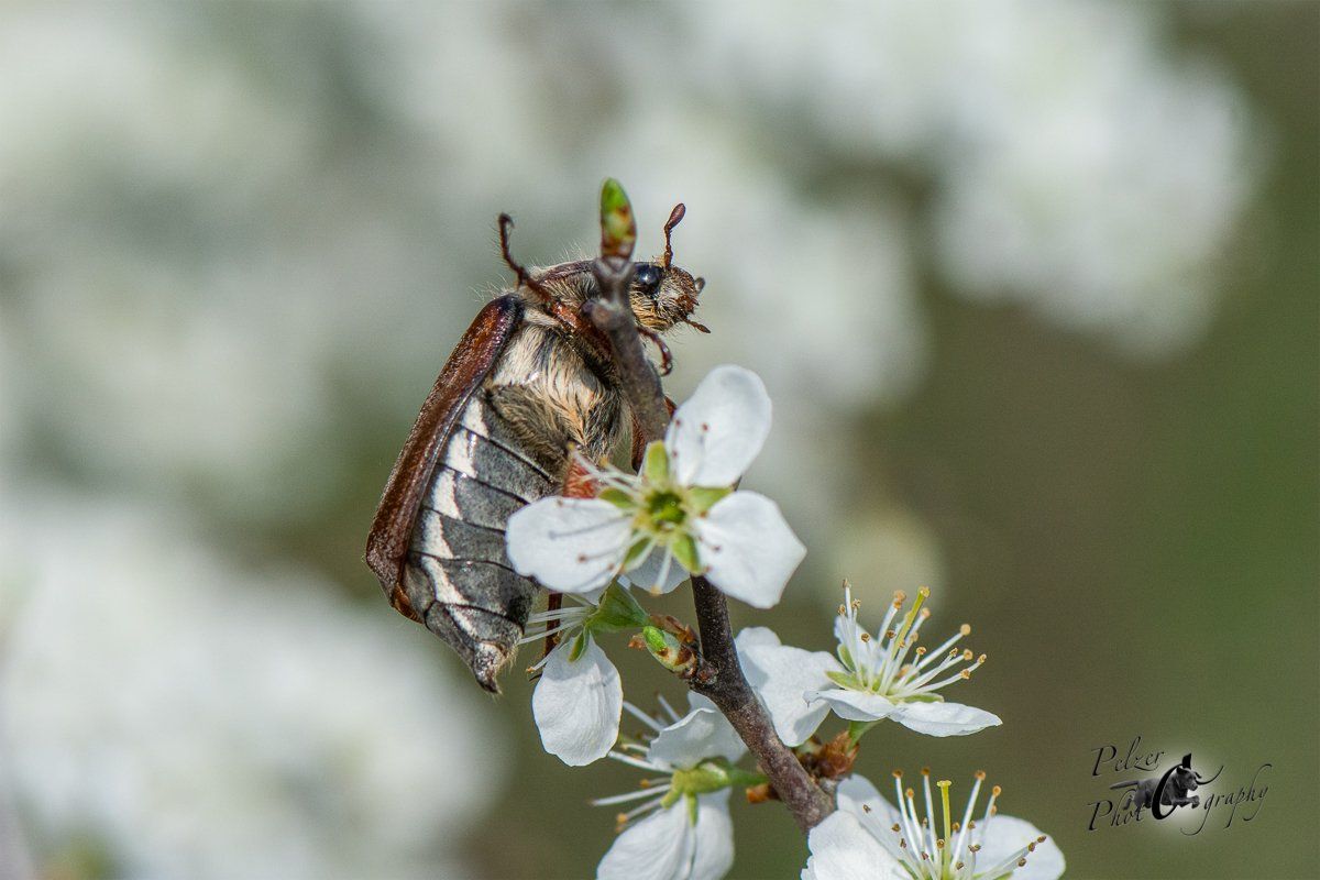 Feldmaikäfer (Melolontha melolontha)