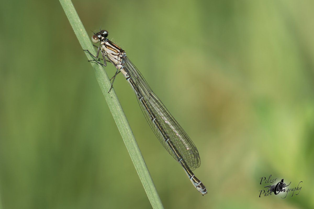 Große Pechlibelle (Ischnura elegans)