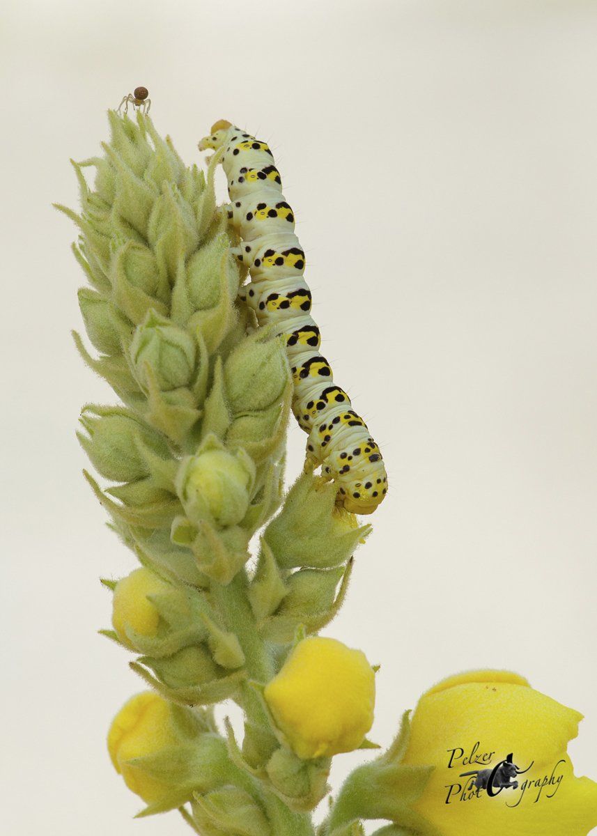 Königskerzen-Mönch (Shargacucullia verbasci)