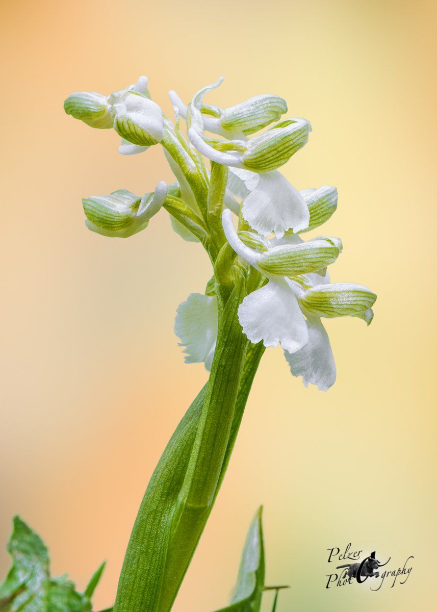 Kleines Knabenkraut (Orchis morio)