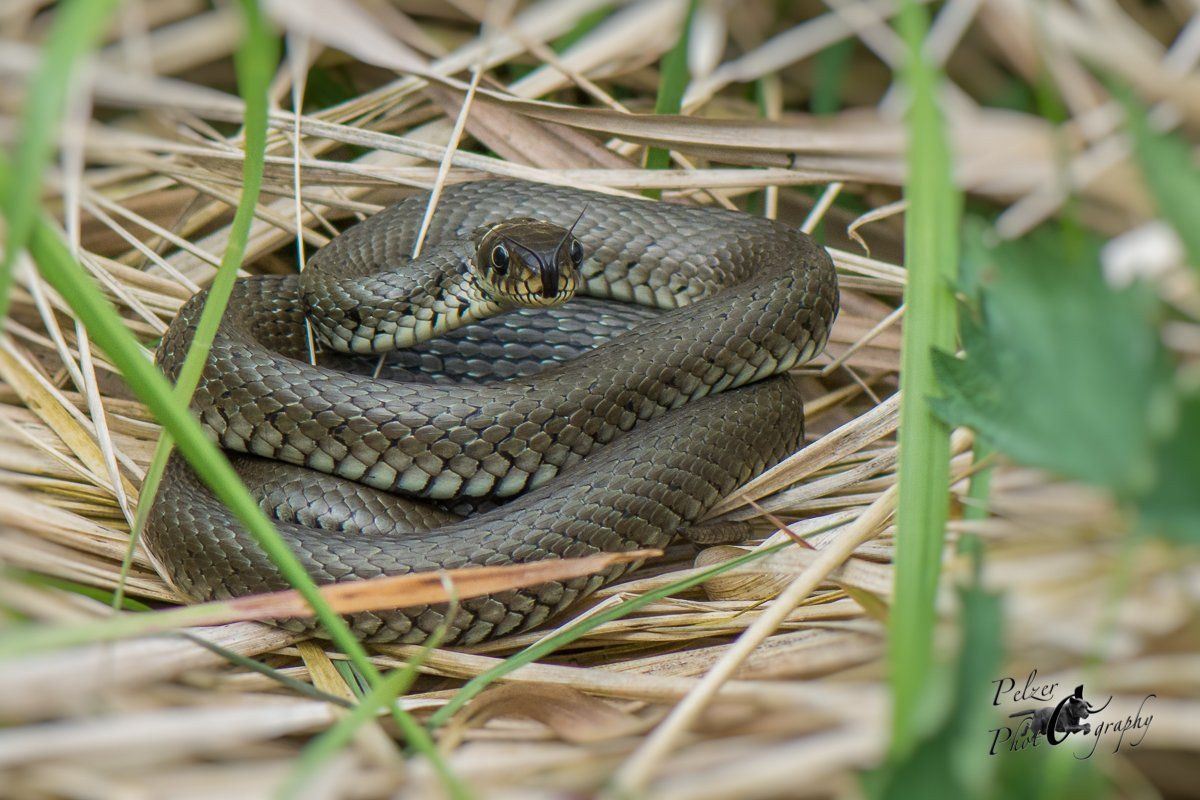 Ringelnatter (Natrix natrix)