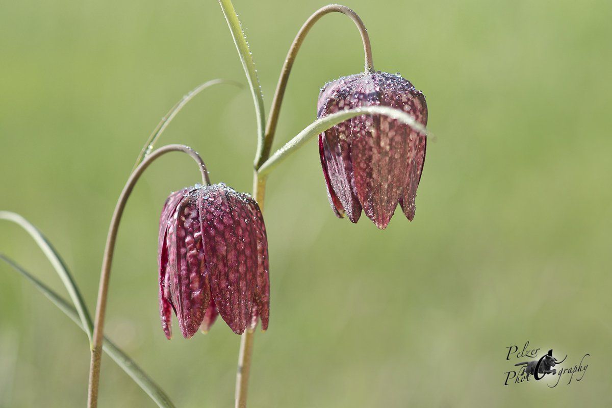 Schachbrettblume (Fritillaria meleagris)
