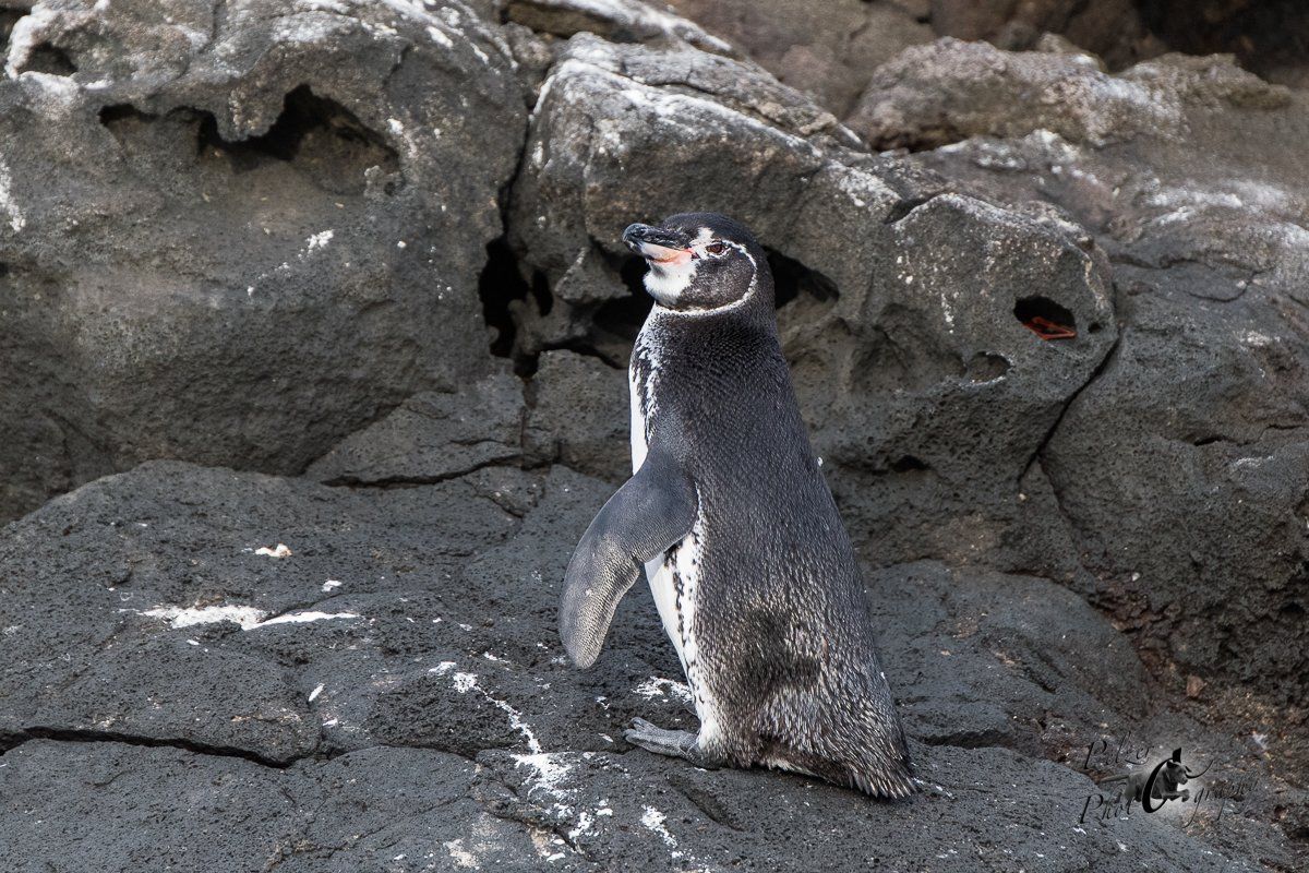Galápagos-Pinguin (Spheniscus mendiculus)