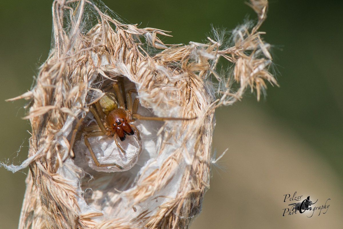 Ammen-Dornfinger (Cheiracanthium punctorium)