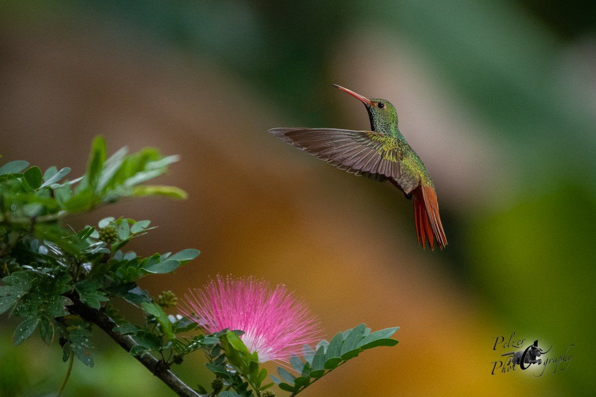 Braunschwanzamazilie (Amazilia tzacatl)